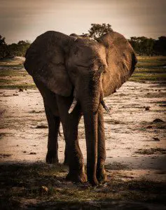 Bull Elephant Cruising