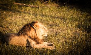 Alpha Male Lion