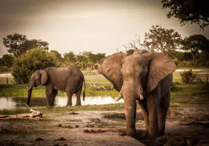 Elephants in Hwange National Park in Zimbabwe